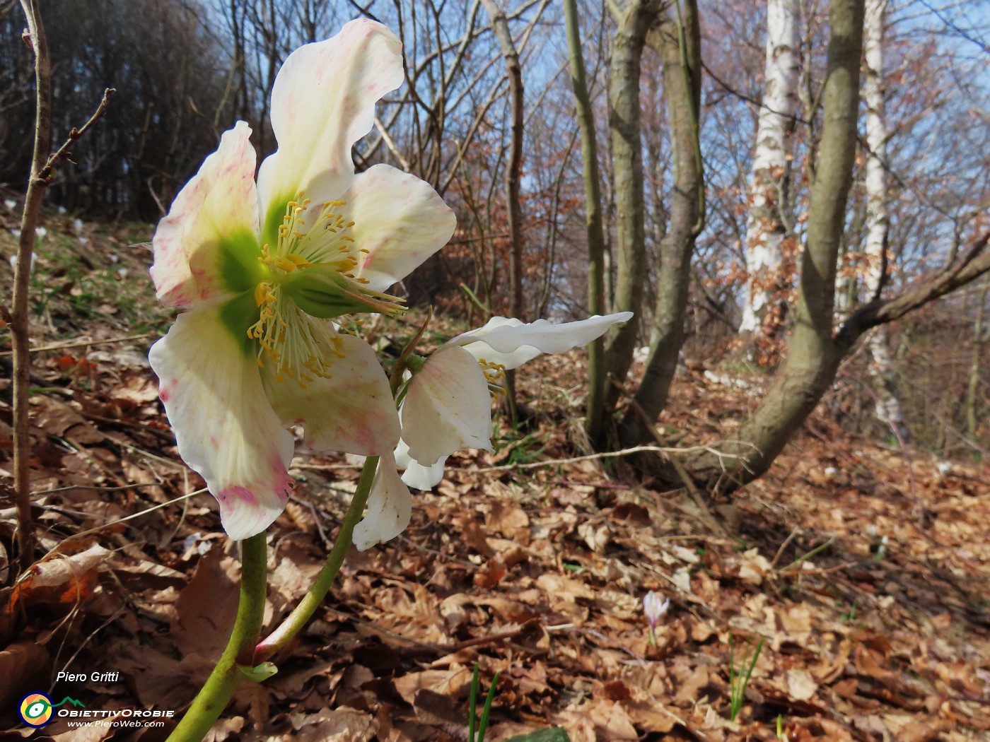 69 Helleborus niger (Ellebori).JPG